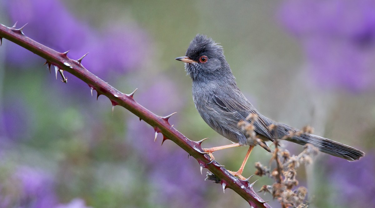 Txinbo sardiniarra - ML23442931