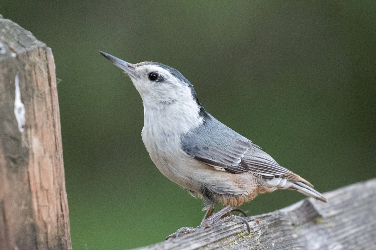 White-breasted Nuthatch - Garrett Lau