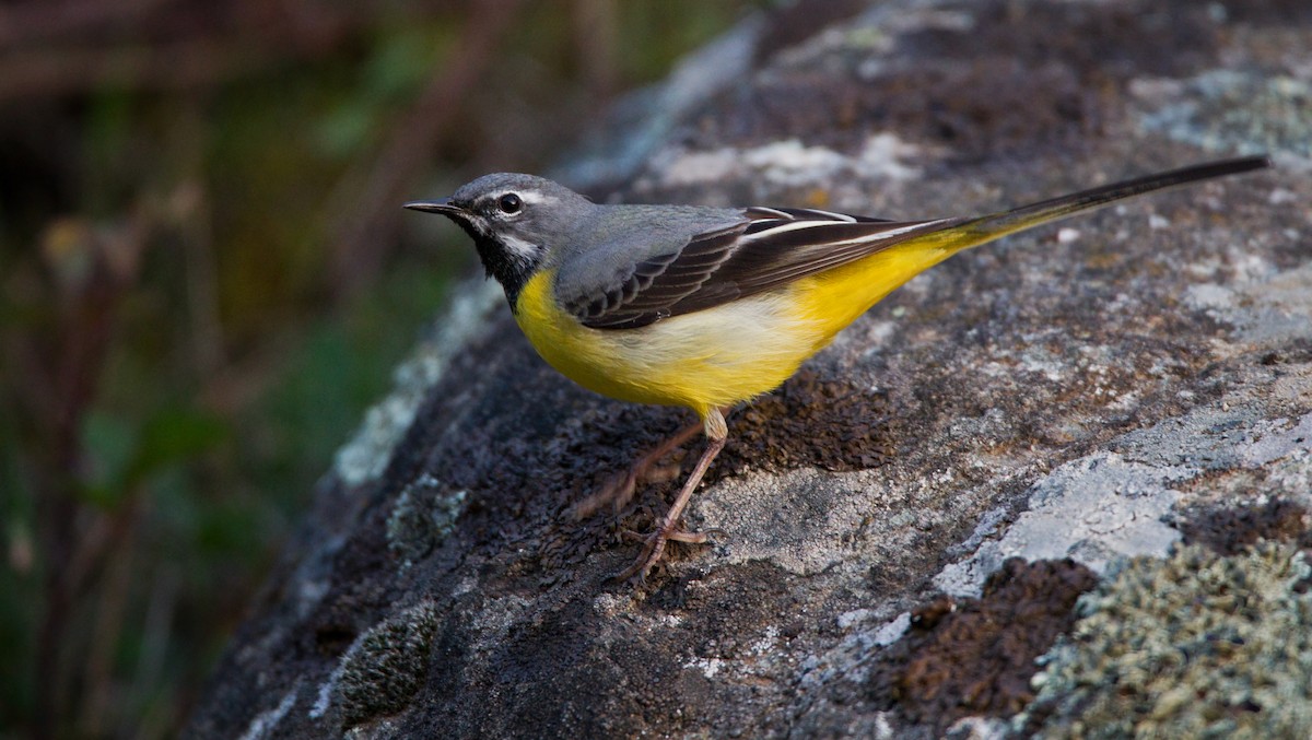 Gray Wagtail - Ian Davies
