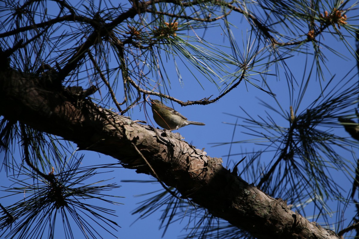 Pine Warbler - ML234431881