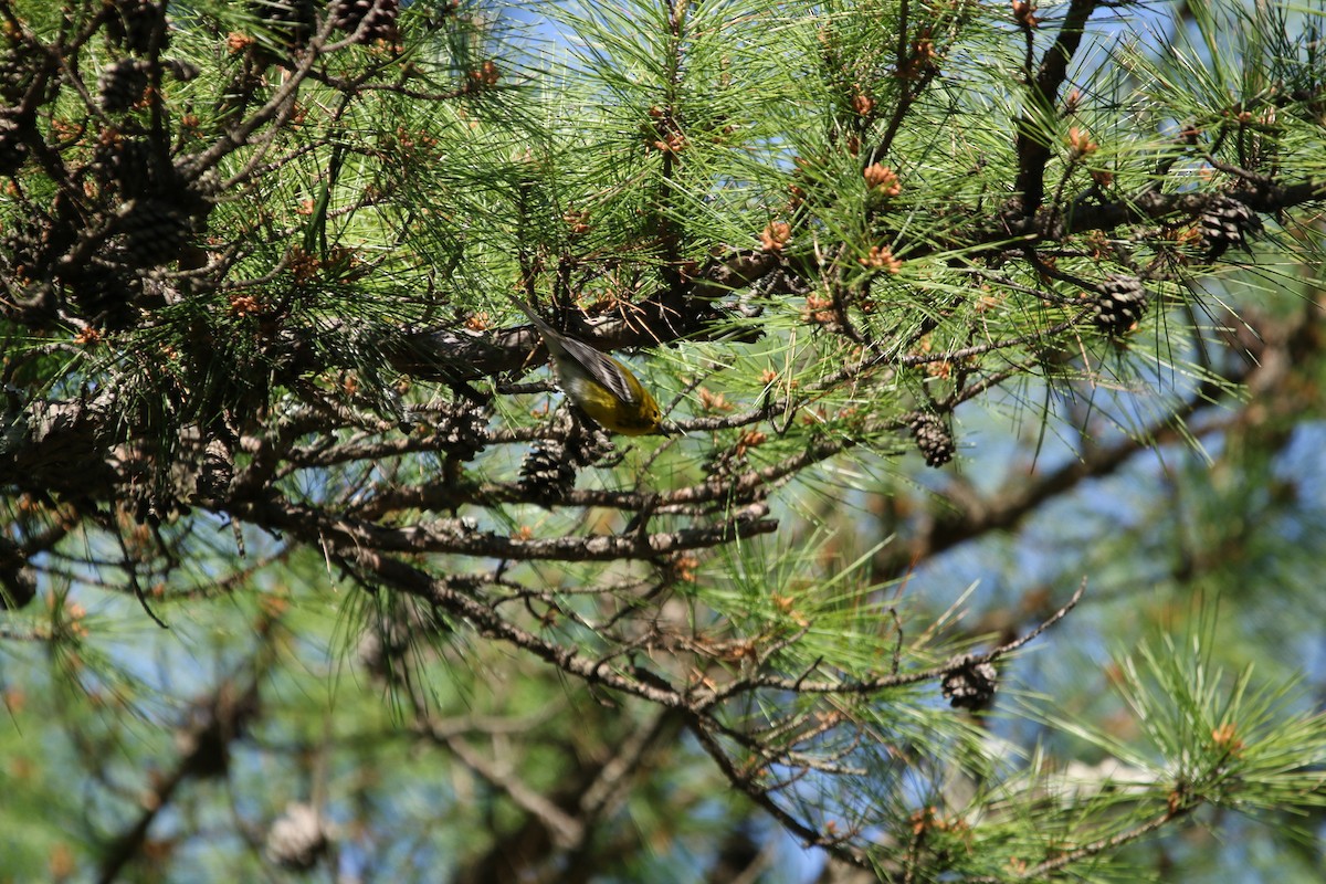 Pine Warbler - ML234431891