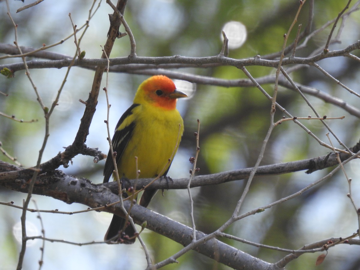 Western Tanager - ML234432081