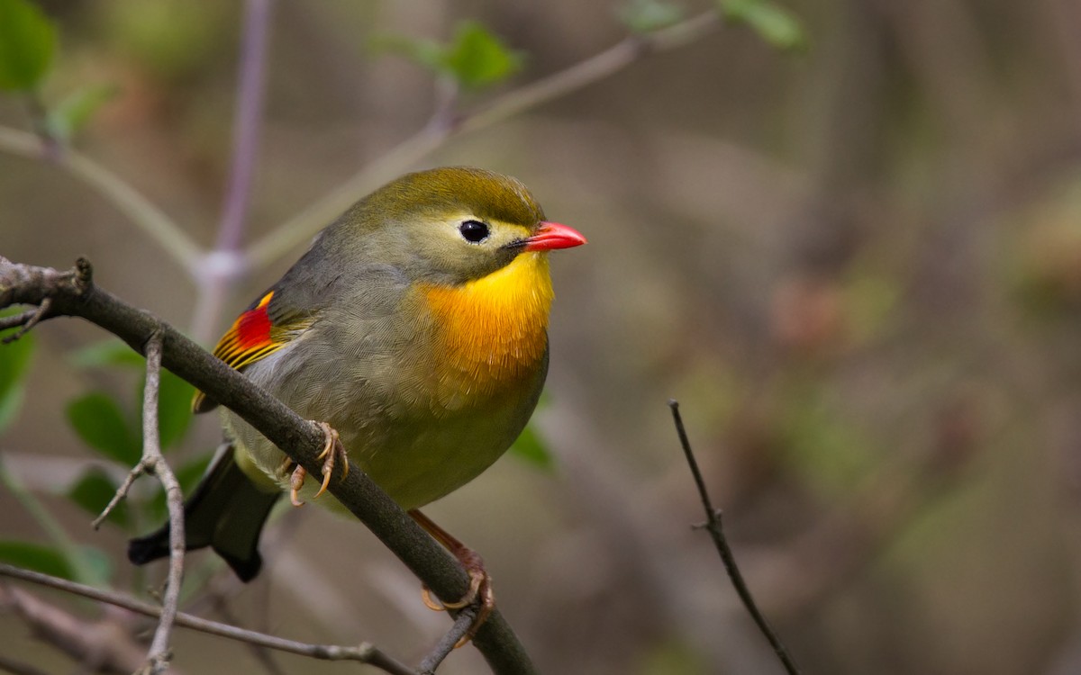 Red-billed Leiothrix - Ian Davies