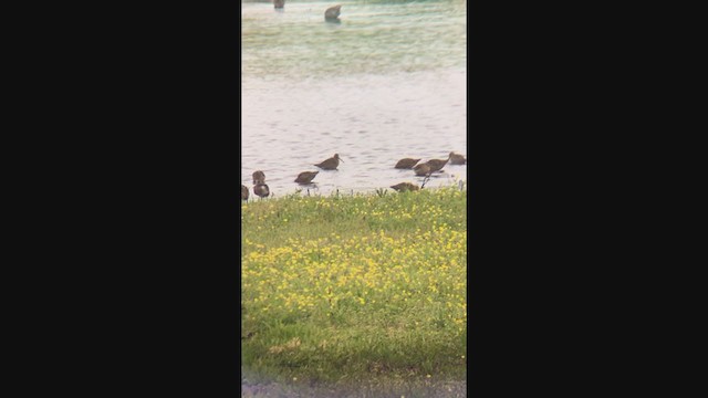 Short-billed Dowitcher - ML234432831