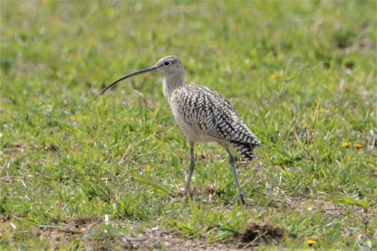 Long-billed Curlew - ML234434081