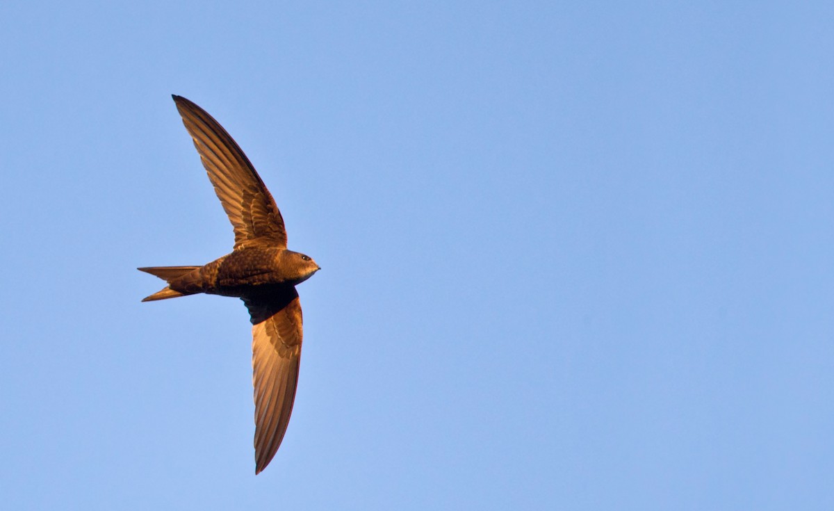 Common Swift - ML23443421