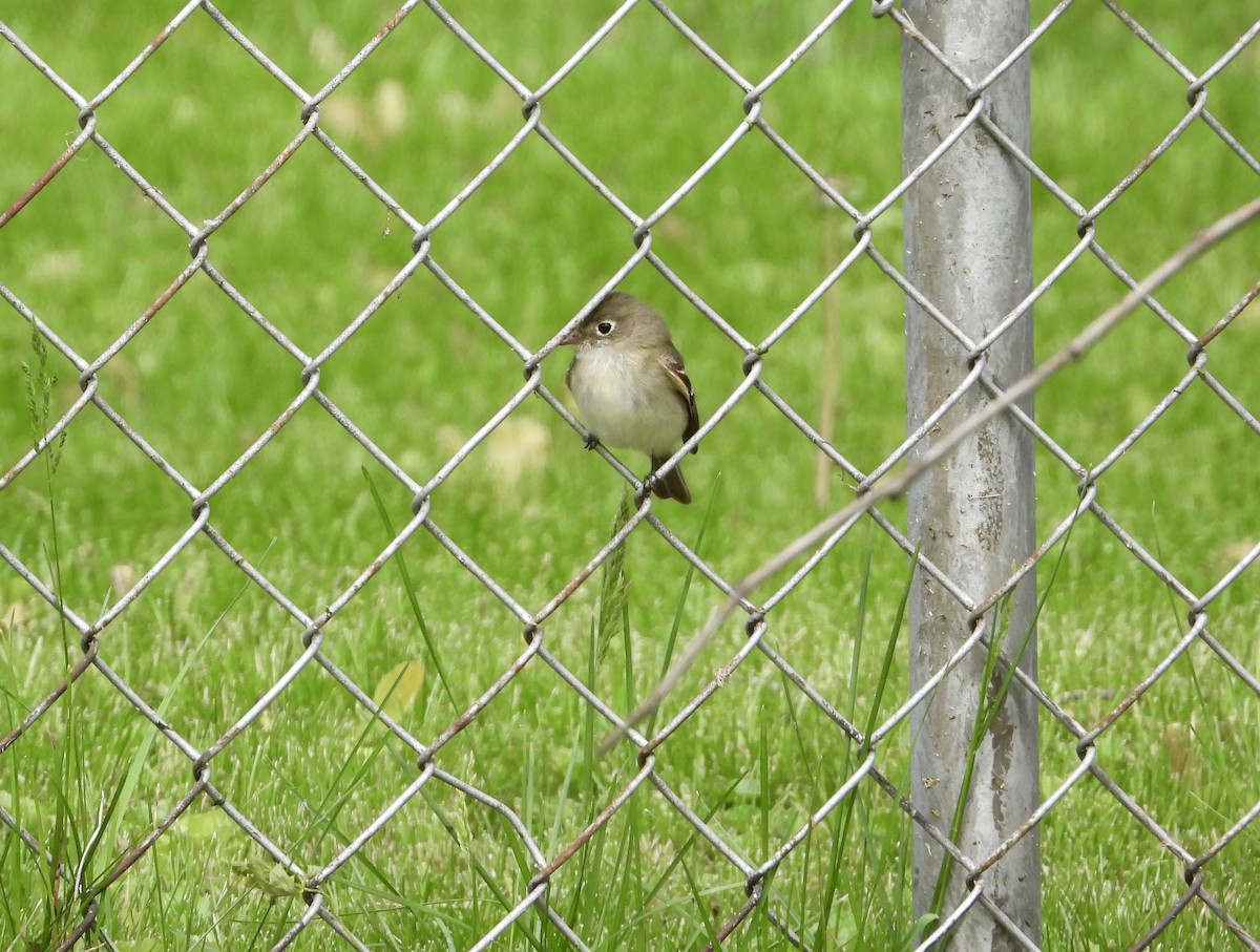 Least Flycatcher - ML234434741