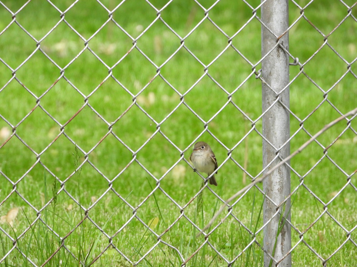 Least Flycatcher - ML234434981