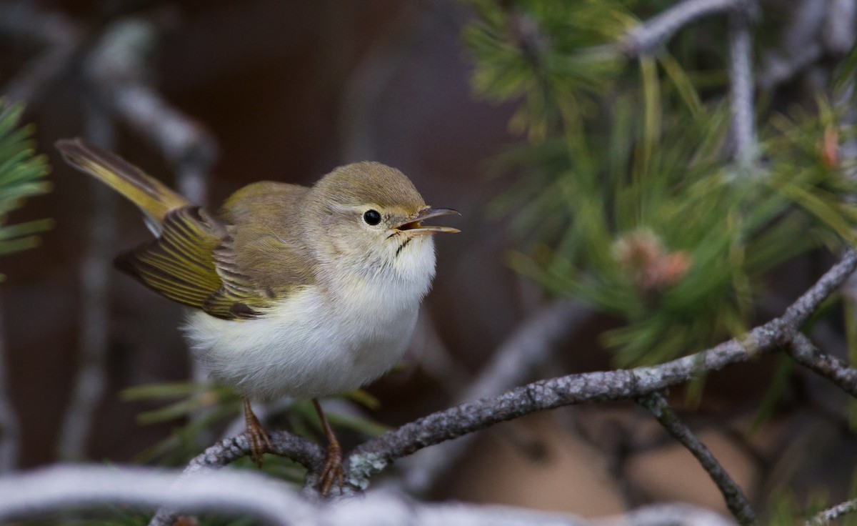 Western Bonelli's Warbler - ML23443611