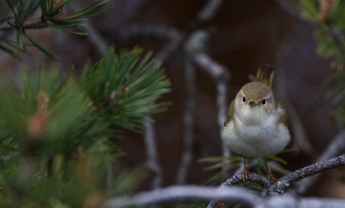 Western Bonelli's Warbler - Ian Davies