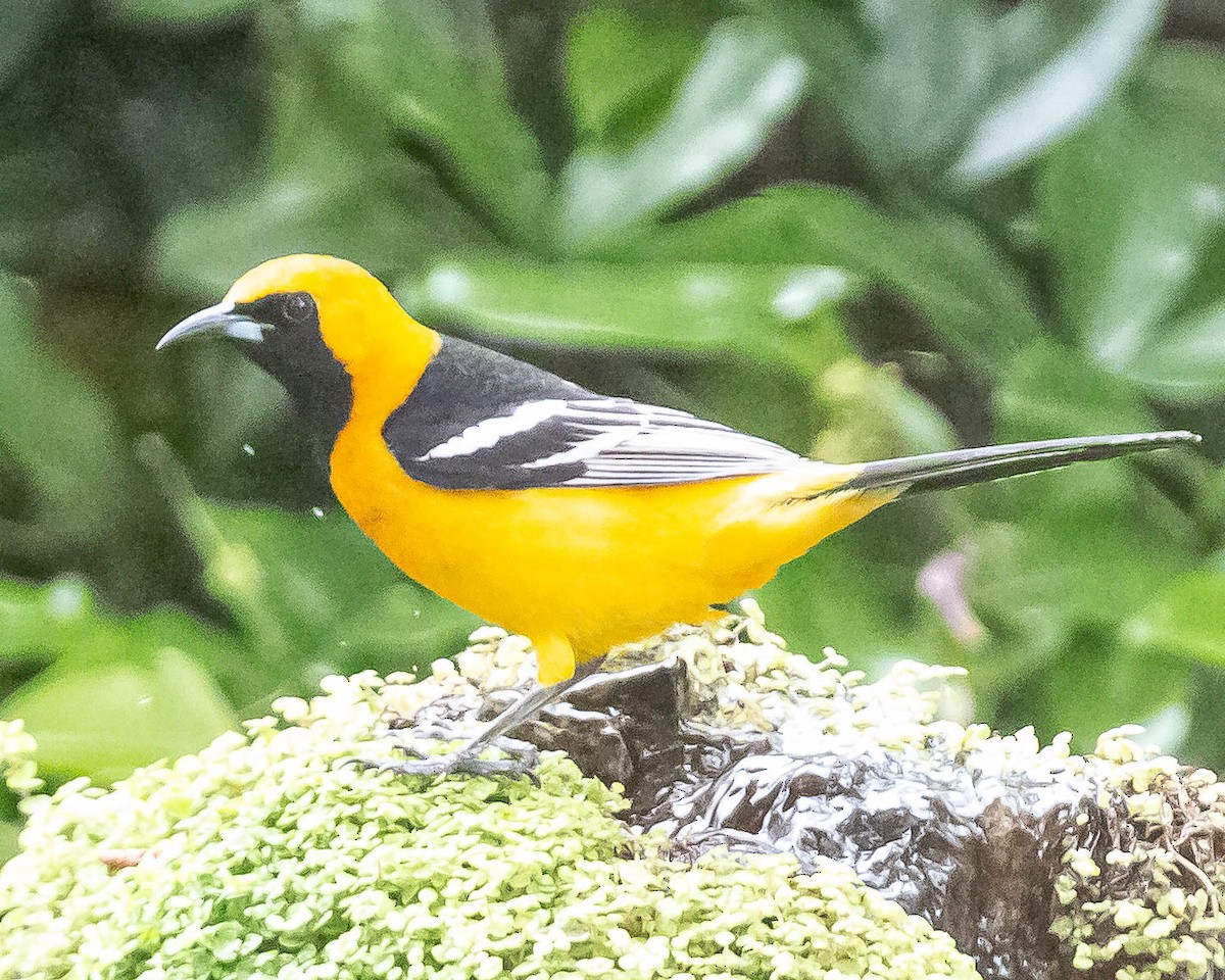 Hooded Oriole - ML234437101