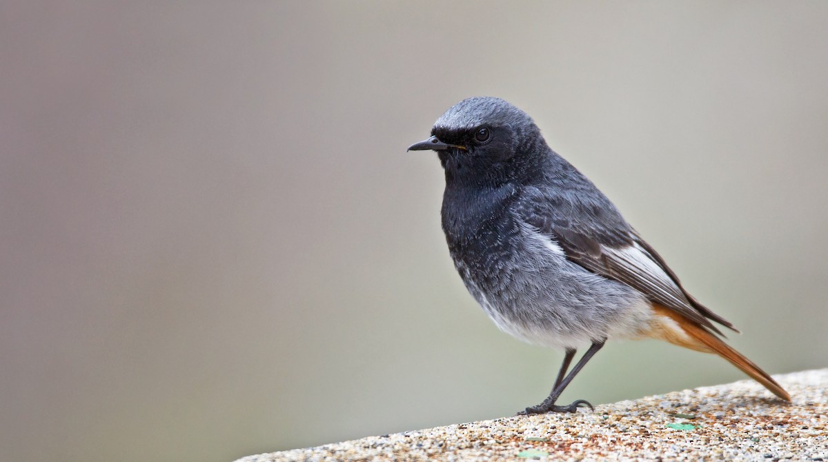 Black Redstart - ML23443721