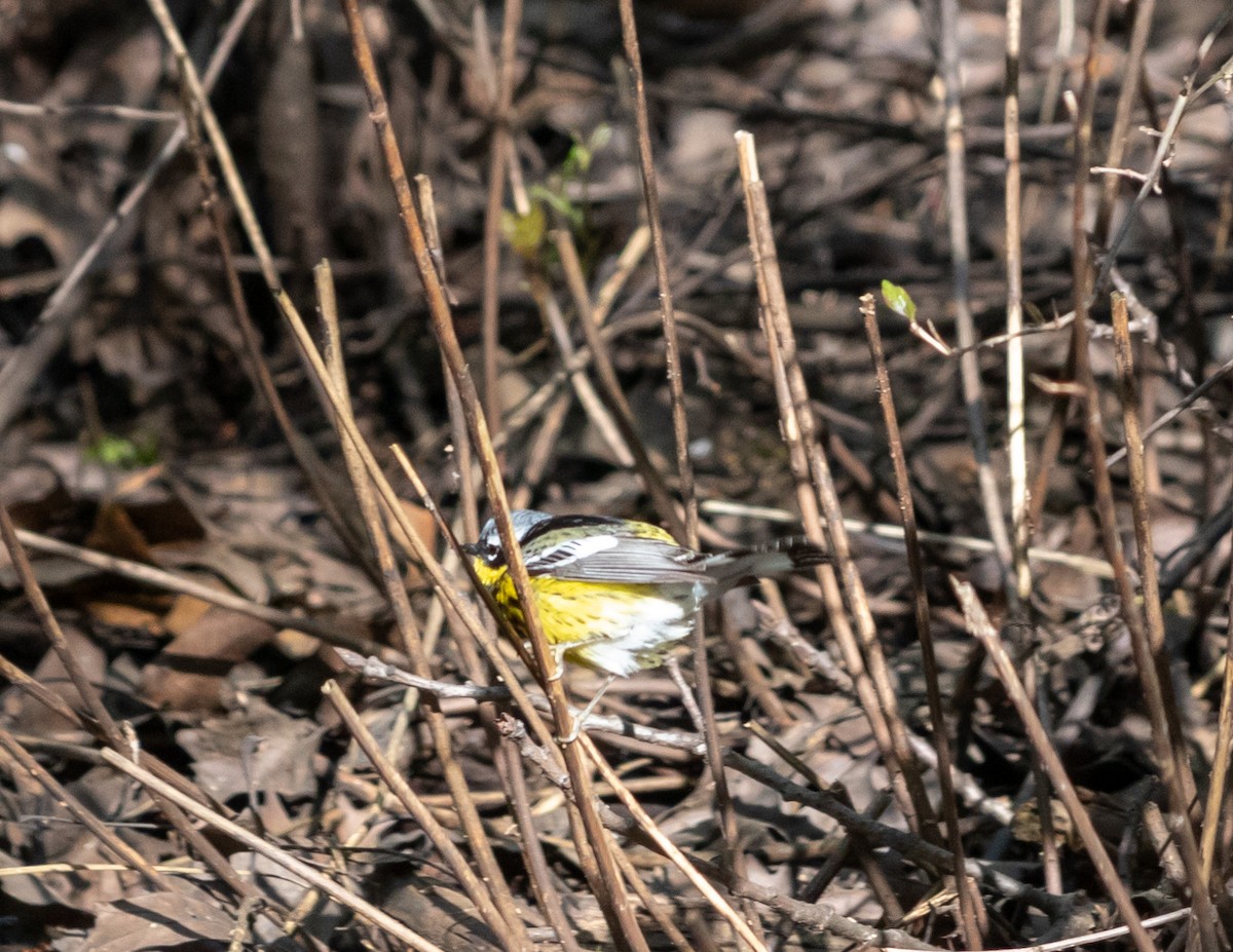 Magnolia Warbler - Michael Muchmore