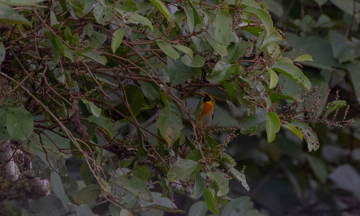 Guira Tanager - Steeven Perez