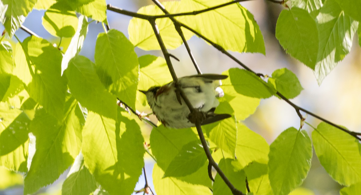 Paruline à flancs marron - ML234438151