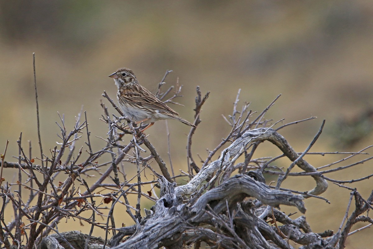 オジロヒメドリ - ML234438161