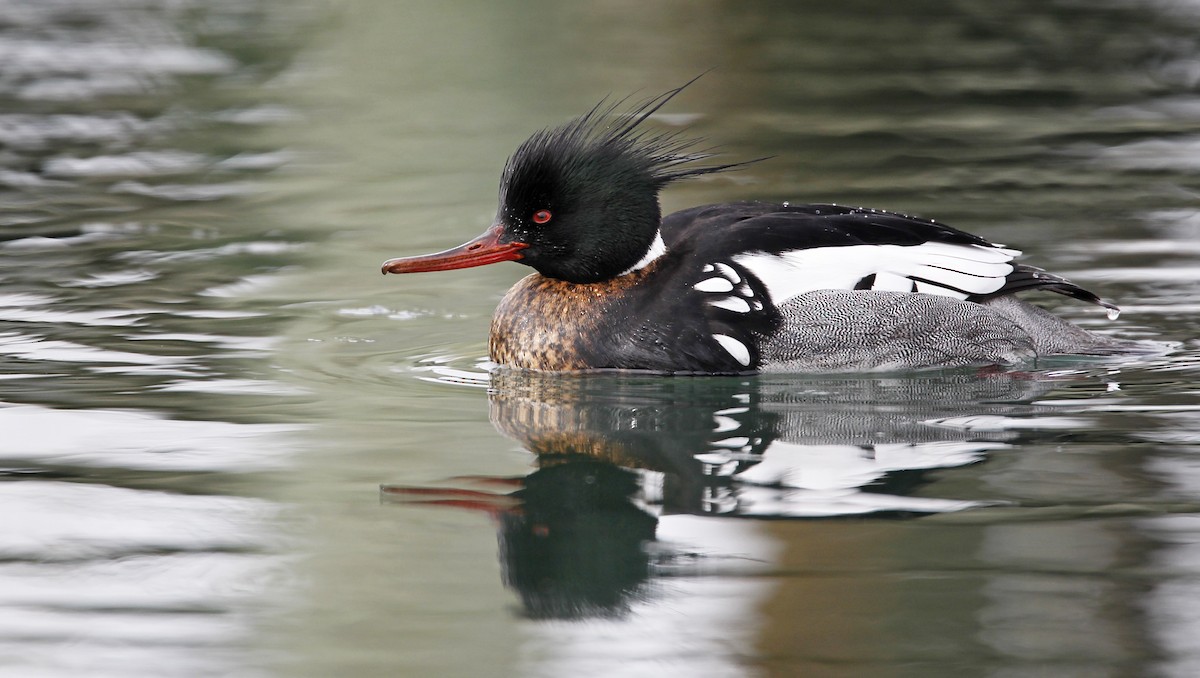 Red-breasted Merganser - Ian Davies