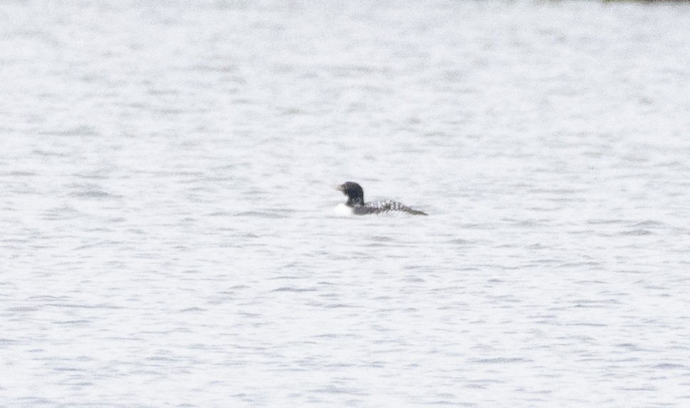 Yellow-billed Loon - ML234442501