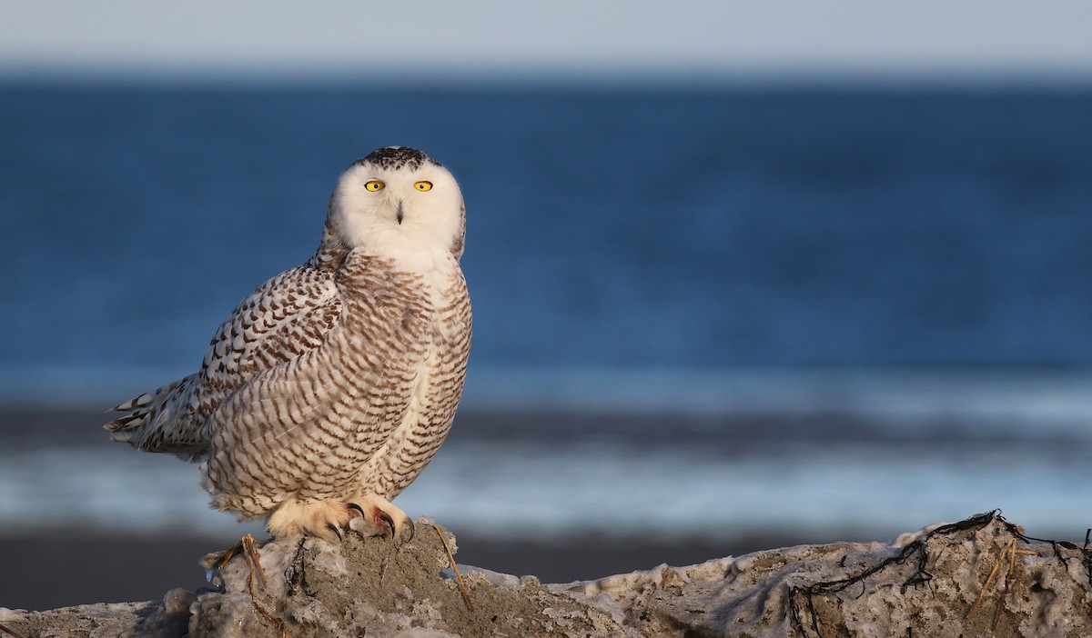 Snowy Owl - Ian Davies