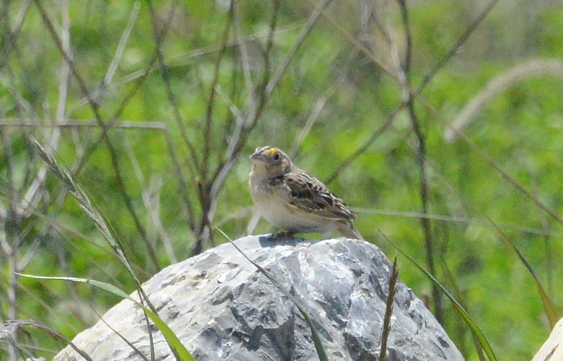 Grasshopper Sparrow - Bill Telfair