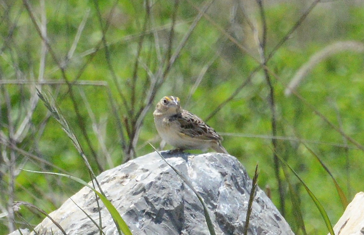 Grasshopper Sparrow - Bill Telfair