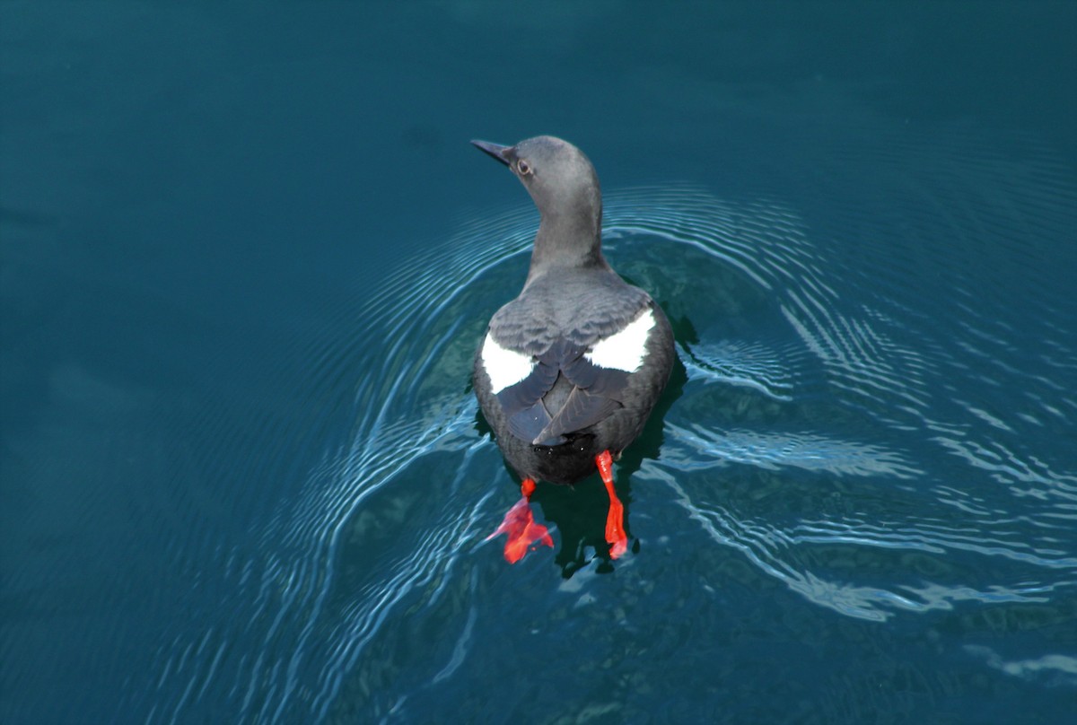 Pigeon Guillemot - Jane Thomas