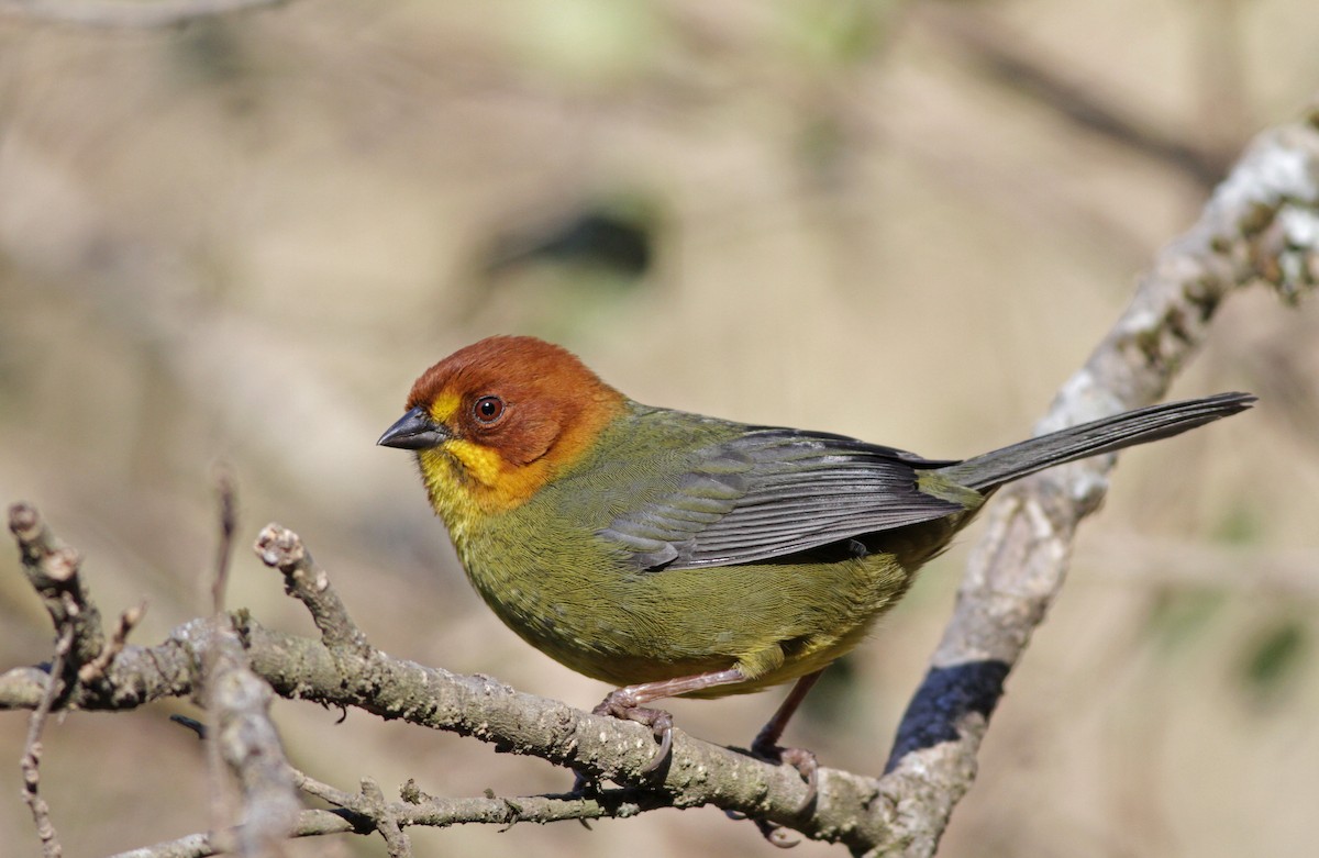 Tohi à tête rousse - ML23444511