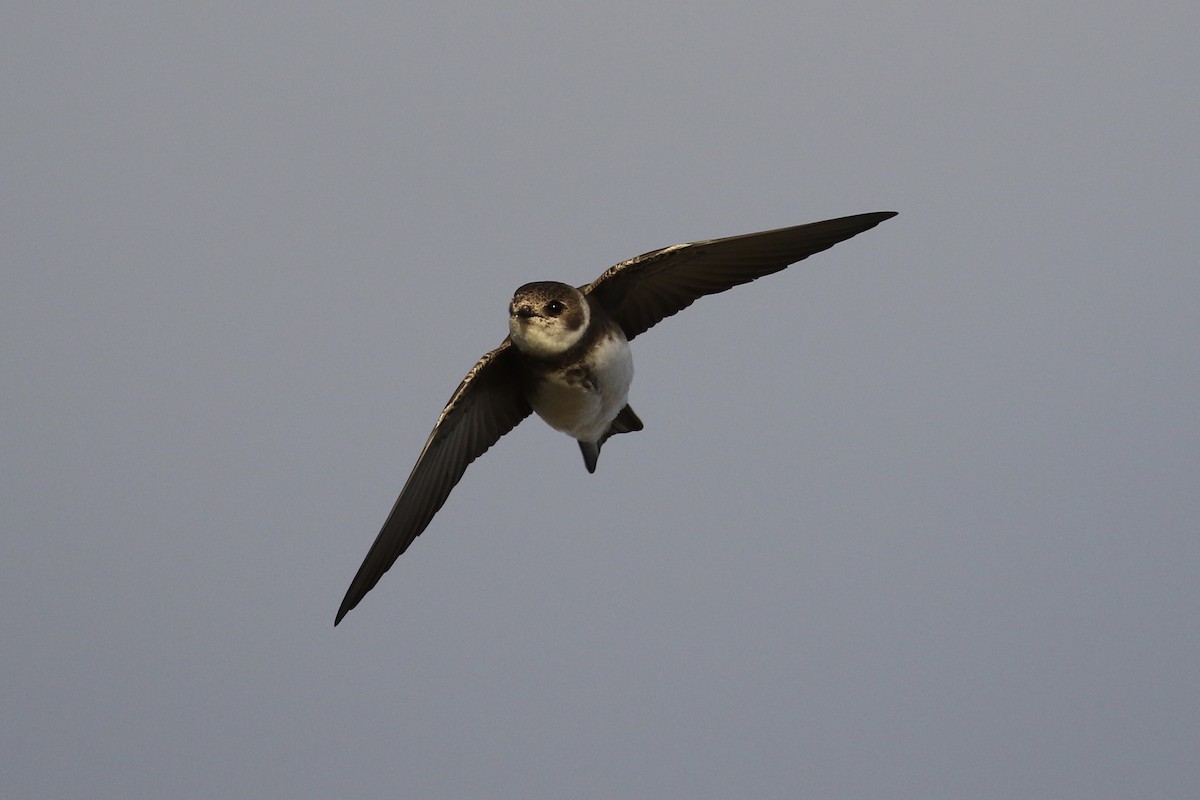 Bank Swallow - ML234445481