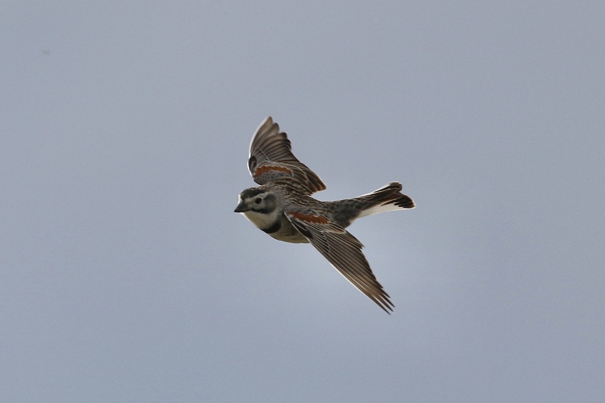 Thick-billed Longspur - ML234445611