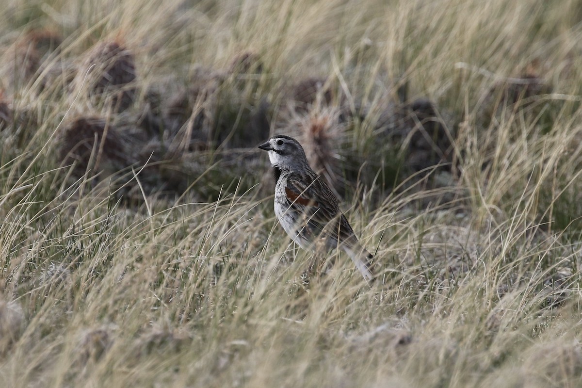 Thick-billed Longspur - ML234445631