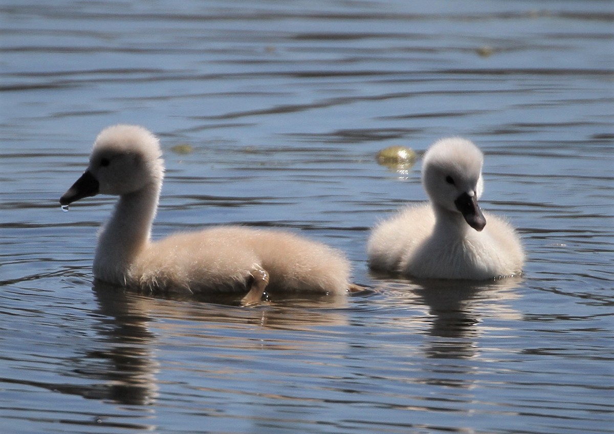 Cygne tuberculé - ML234446091