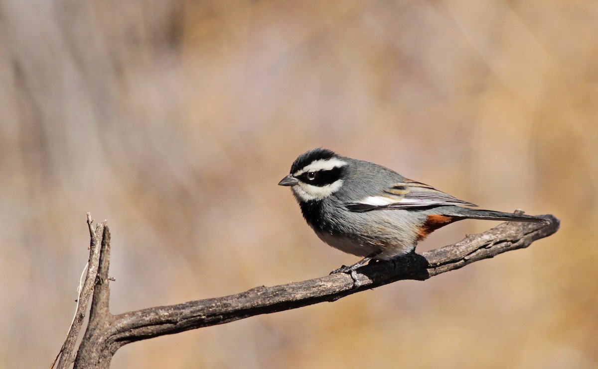 Ringed Warbling Finch - Ian Davies