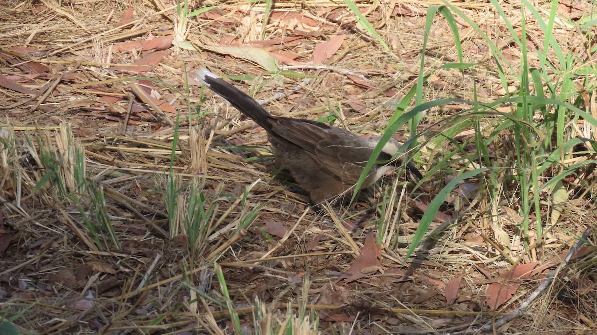 Gray-crowned Babbler - ML234446881