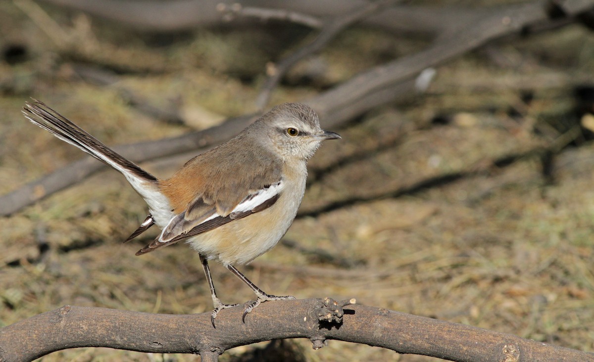 White-banded Mockingbird - Ian Davies