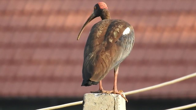 ibis bradavičnatý - ML234448861