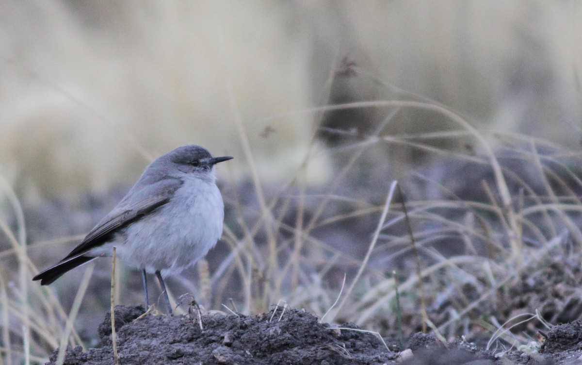 Cinereous Ground-Tyrant - Ian Davies