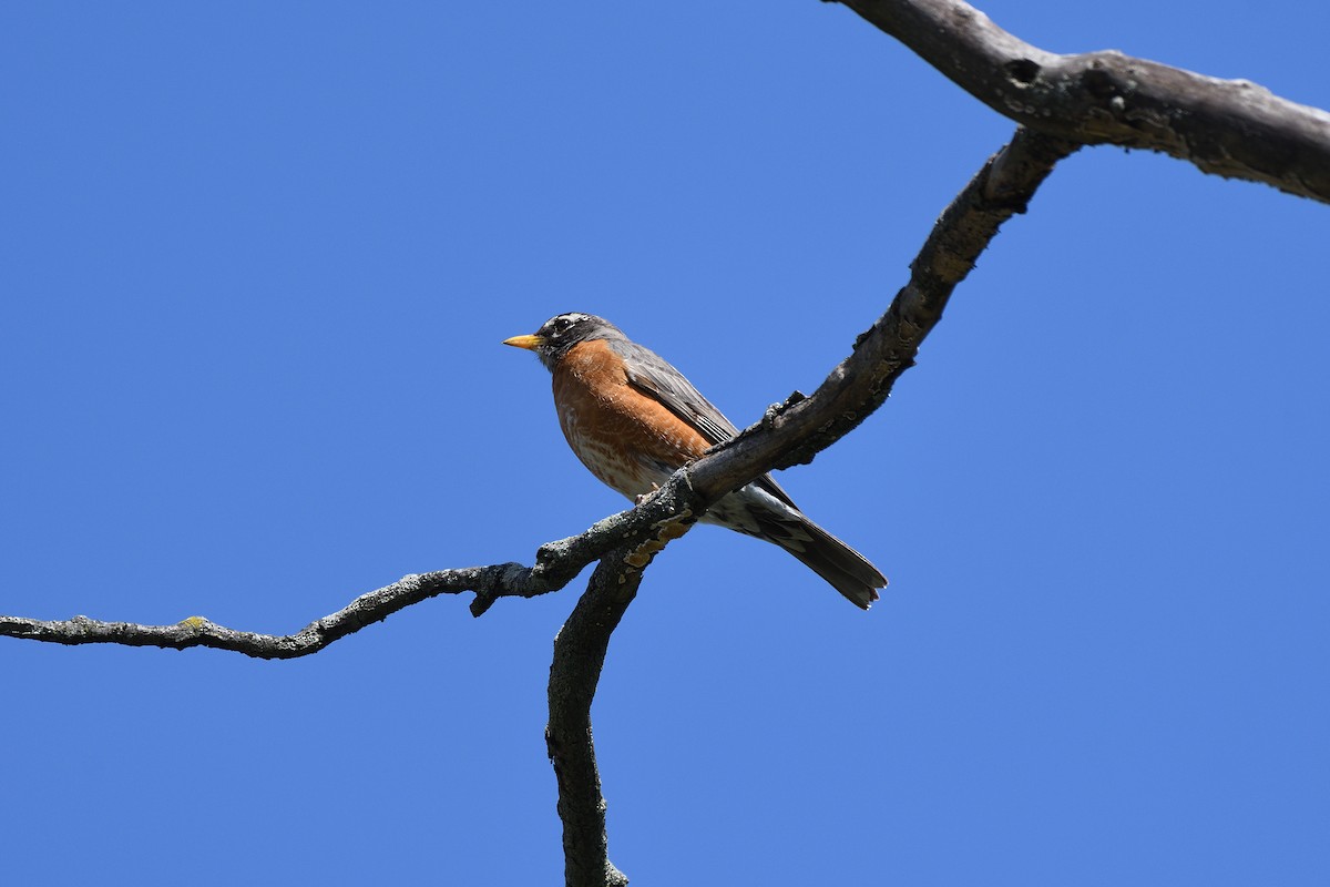 American Robin - ML234450531