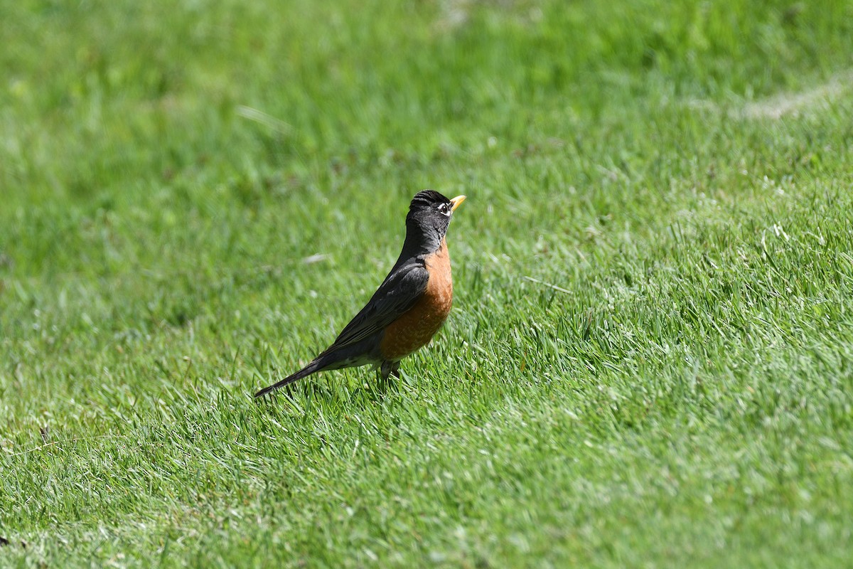 American Robin - ML234450541