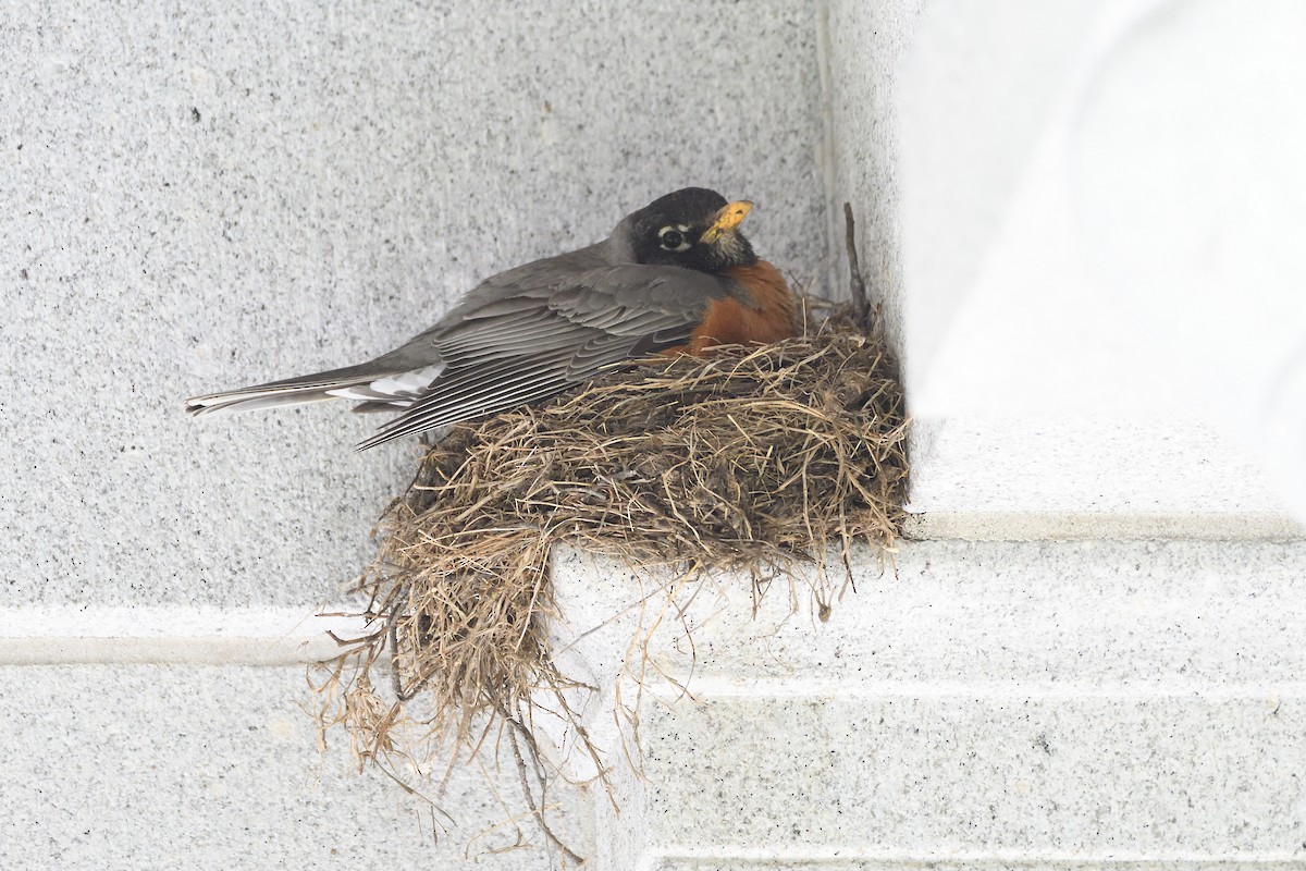 American Robin - ML234450571