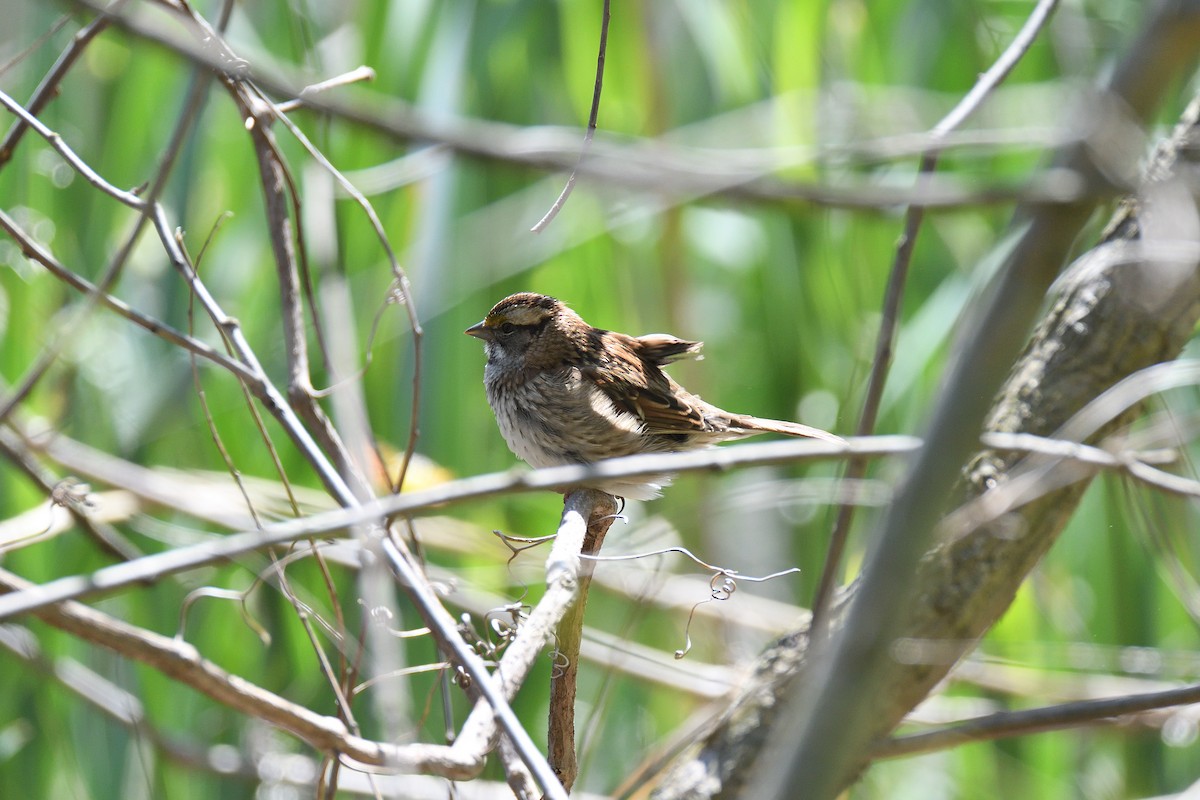 White-throated Sparrow - ML234450761