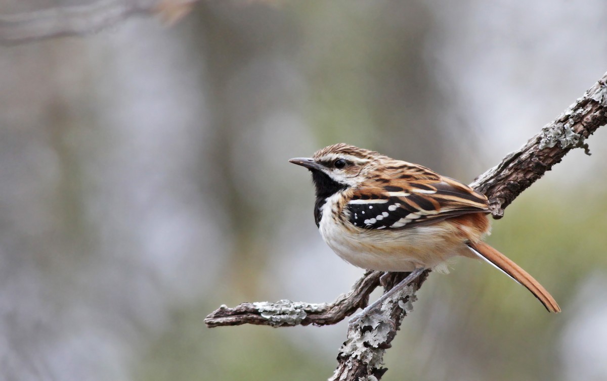 Stripe-backed Antbird - ML23445111