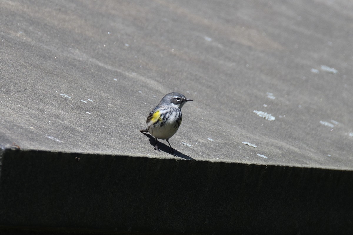 Yellow-rumped Warbler (Myrtle) - ML234452081