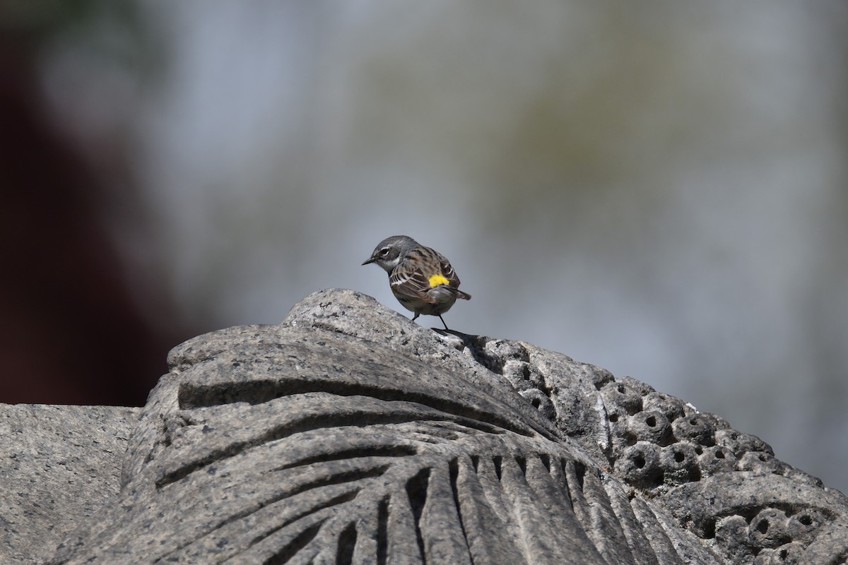 Yellow-rumped Warbler (Myrtle) - ML234452101