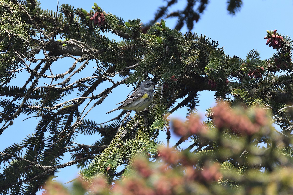 Yellow-rumped Warbler (Myrtle) - ML234452111