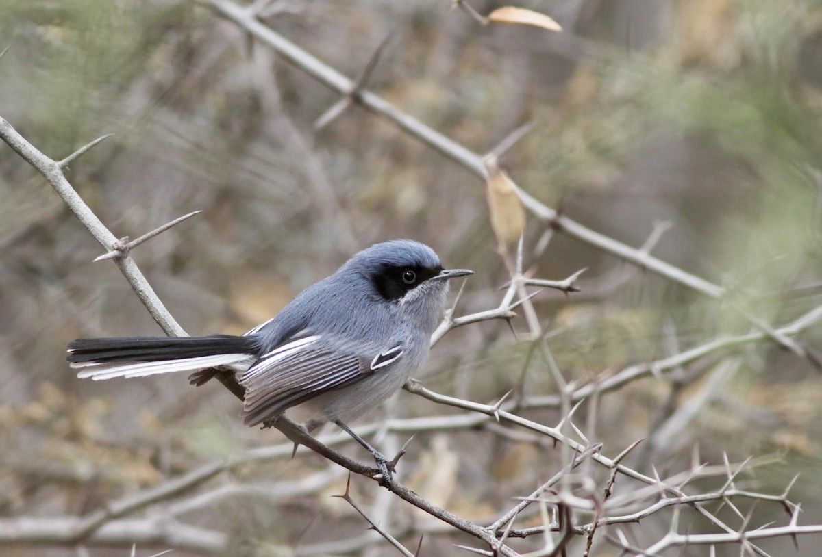 Masked Gnatcatcher - Ian Davies
