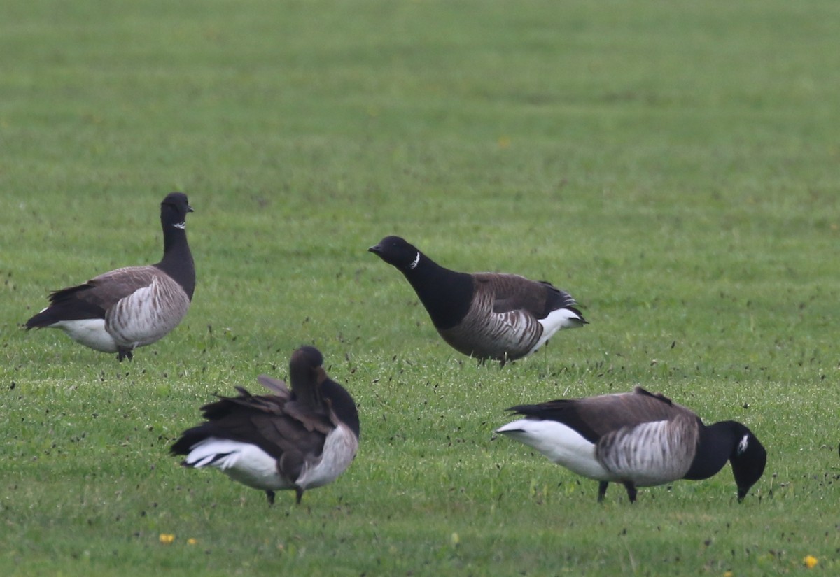 Чёрная казарка (Gray-bellied) - ML234453241