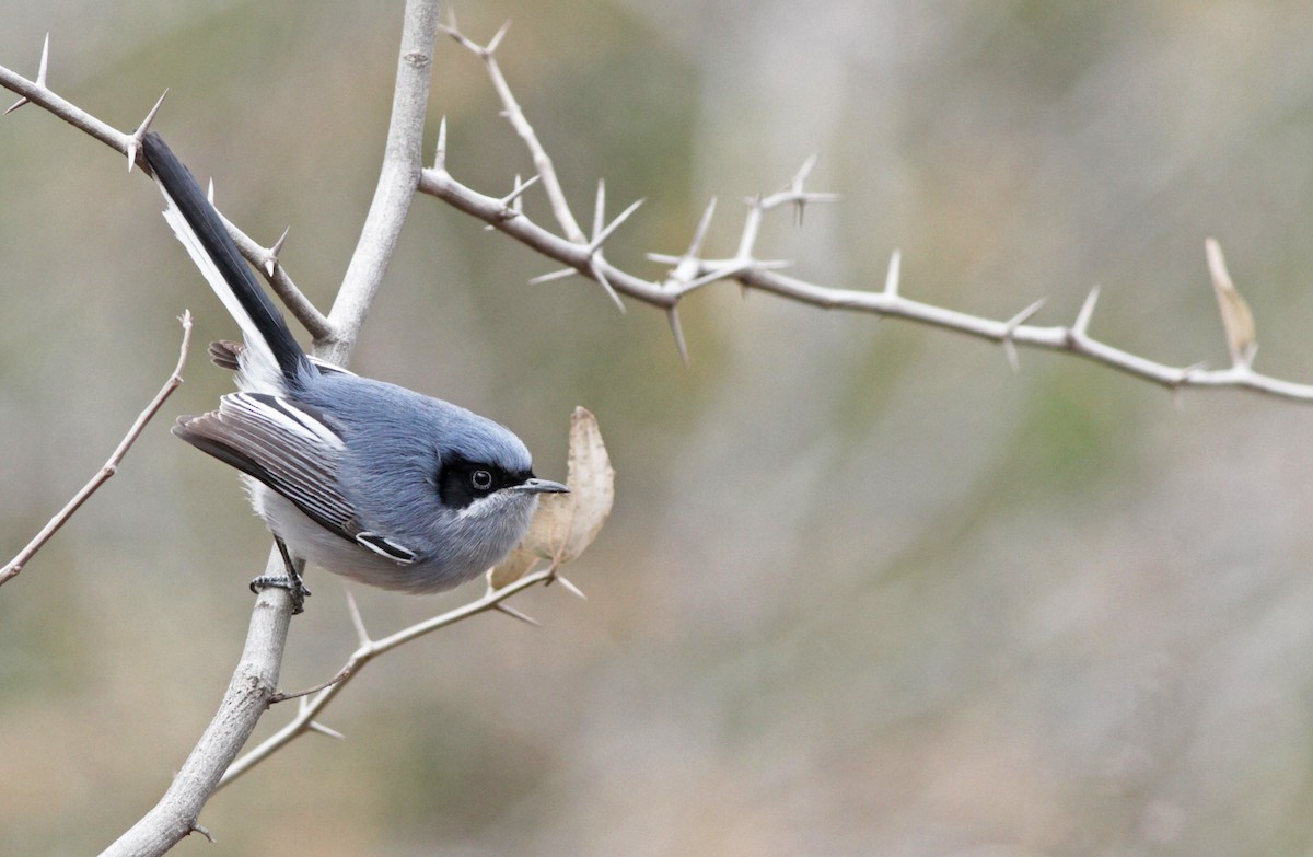 Masked Gnatcatcher - Ian Davies