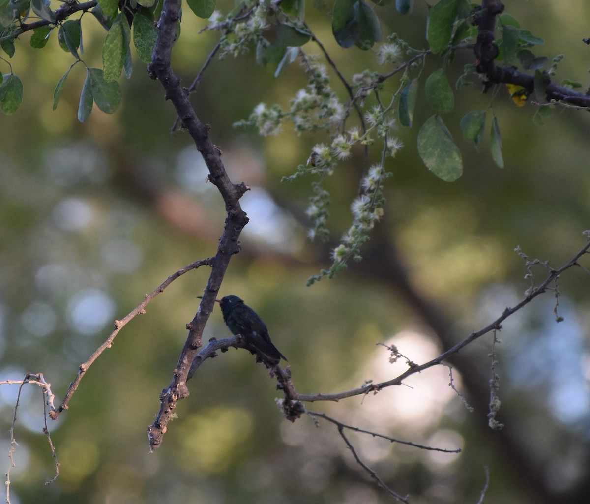 Broad-billed Hummingbird - ML234454791