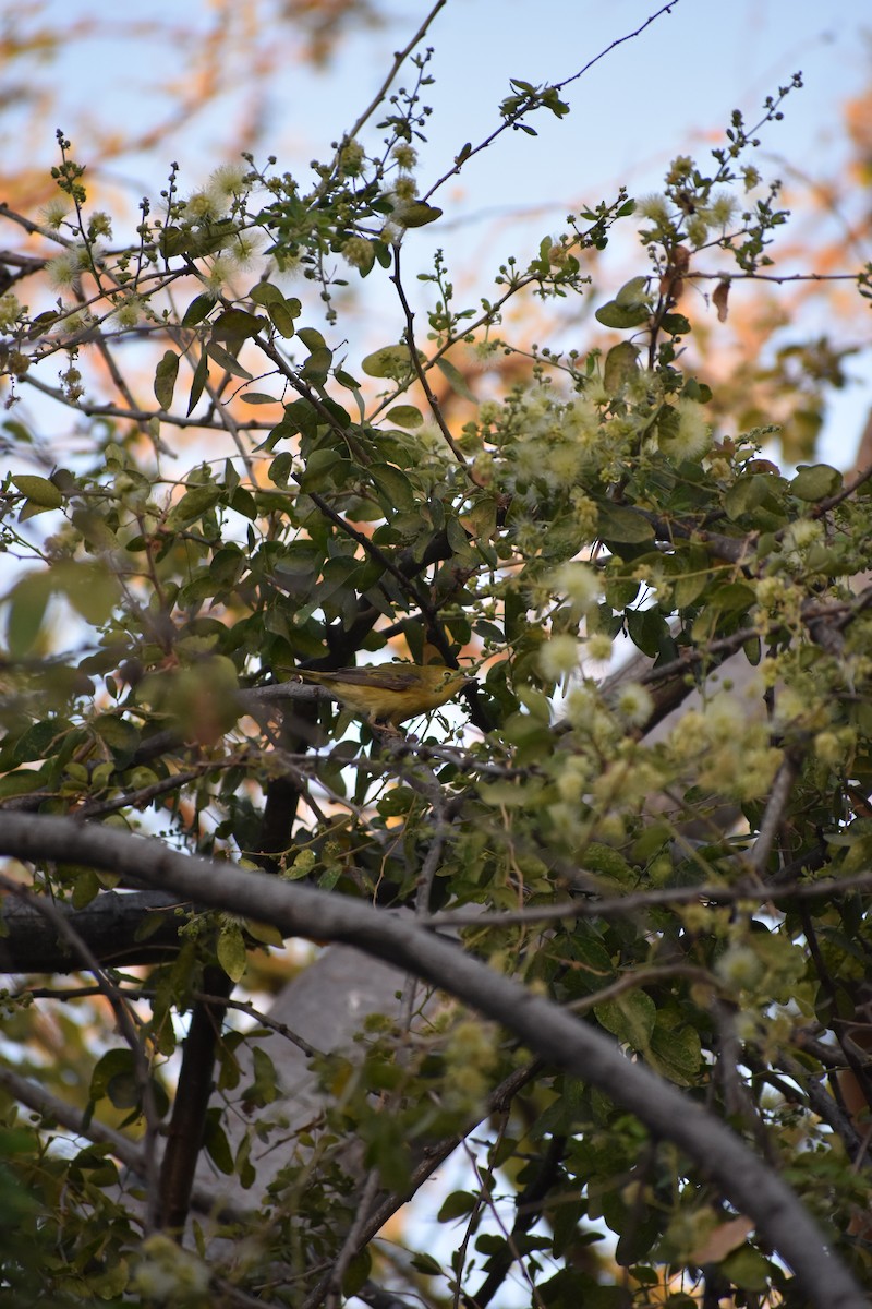 Yellow Warbler - ML234455181