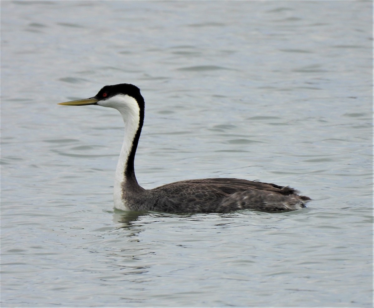 Western Grebe - ML234455561